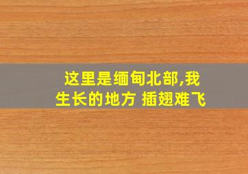 这里是缅甸北部,我生长的地方 插翅难飞